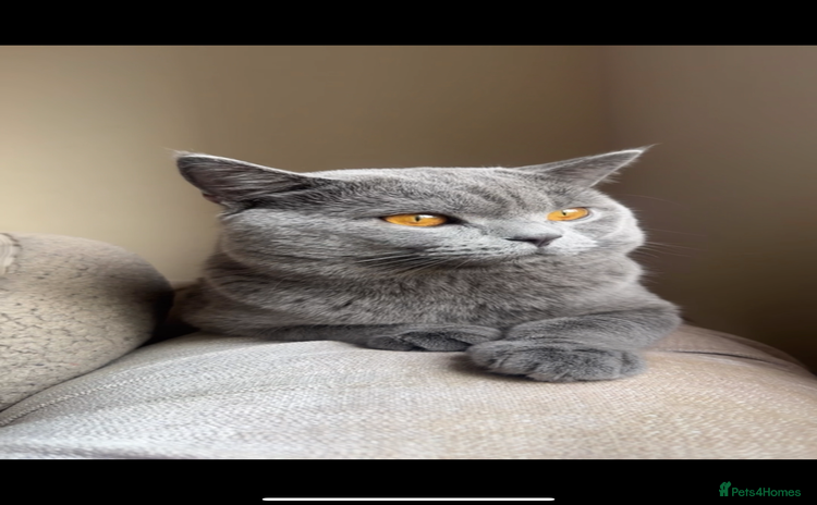 British Shorthair cats - Advert 12