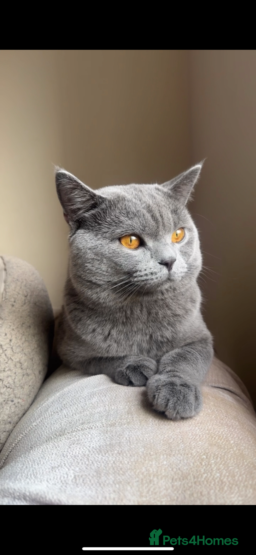 British Shorthair cats for sale: Chunky BSH male - Image 1
