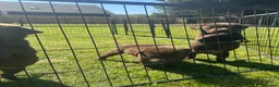 Labrador Retriever dogs for sale: KC chocolate Labrador puppies for sale - Advert 8