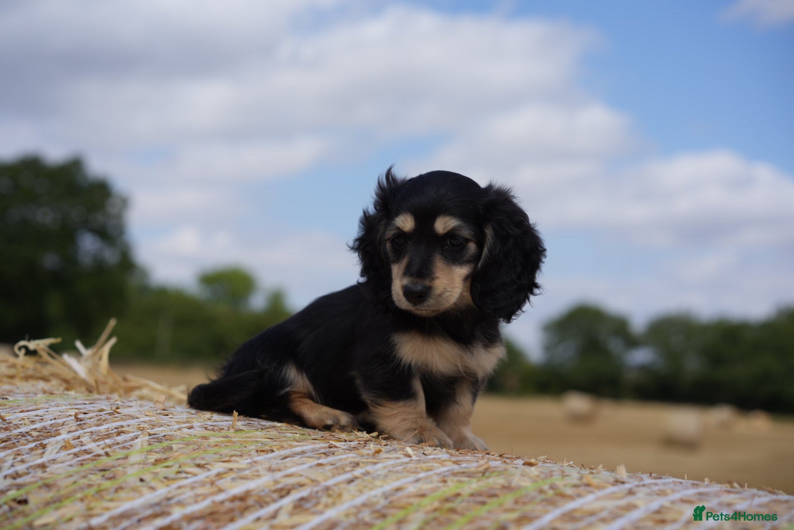 Miniature Dachshund dogs From IVDD Screened & BVA eye tested parents   - Advert 1
