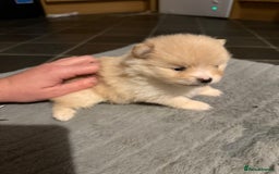 Pomeranian dogs for sale: Two Male Pomeranian’s!  - Advert 14