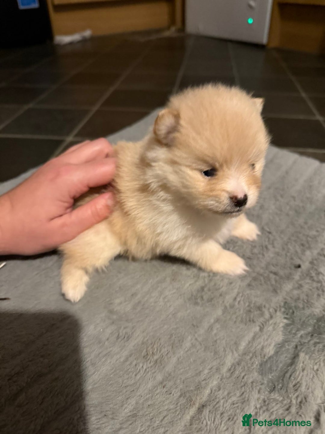 Pomeranian dogs for sale: Two Male Pomeranian’s!  - Advert 14