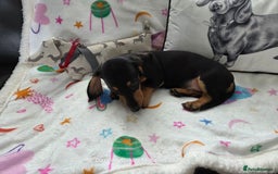 Miniature Dachshund dogs for sale: Shorthaired Minature Daschunds READY TO LEAVE NOW - Image 13