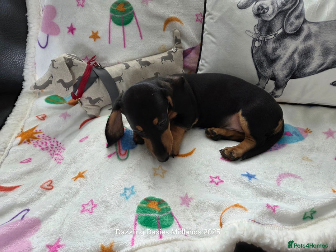 Miniature Dachshund dogs for sale: Shorthaired Minature Daschunds READY TO LEAVE NOW - Image 13