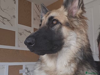 German Shepherd dogs for sale - Advert 1