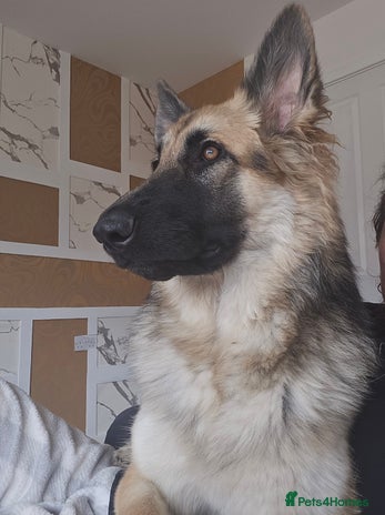 German Shepherd dogs - Advert 15