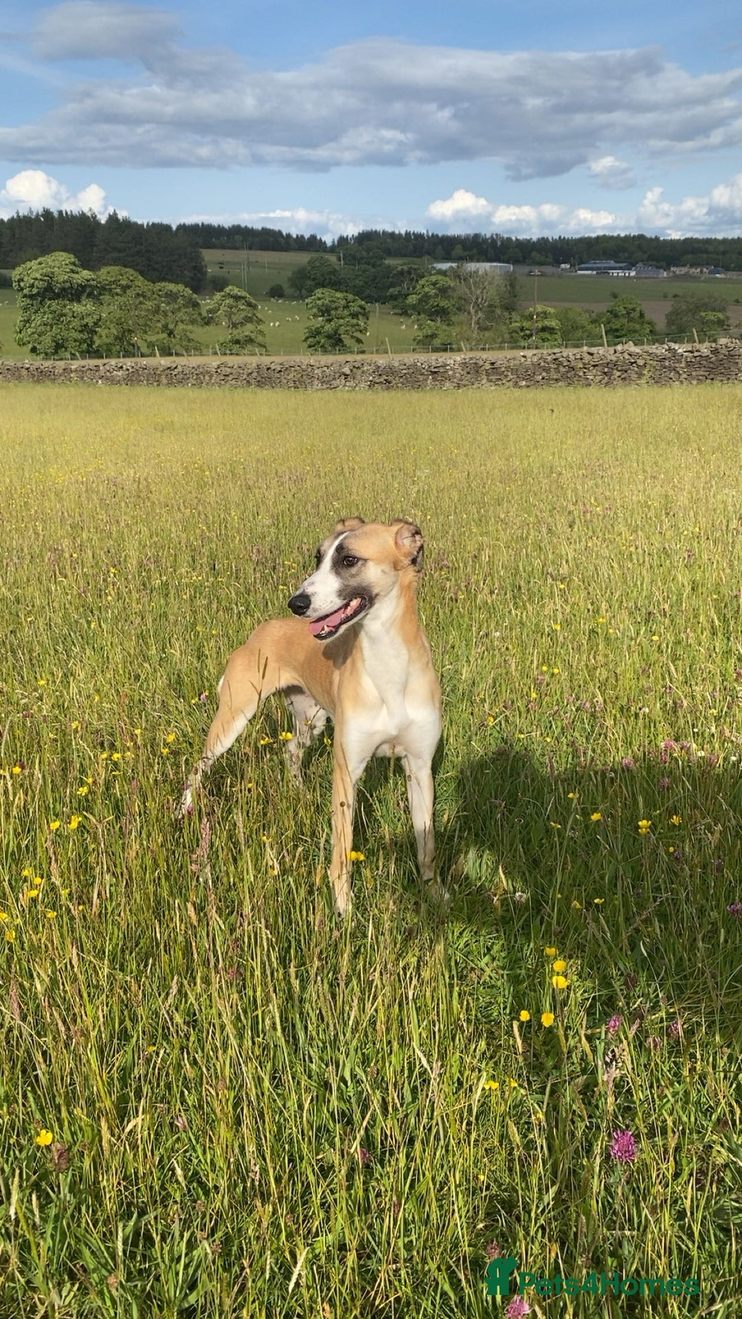 Mixed Breed dogs for sale: Female lurcher x - Advert 2