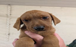 Labrador Retriever dogs for sale: Gorgeous Labrador Puppies for sale - Image 4