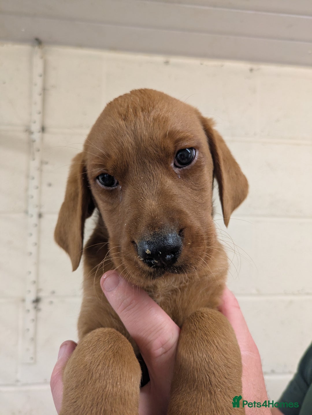 Labrador Retriever dogs for sale: Gorgeous Labrador Puppies for sale - Image 4