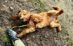 Australian Labradoodle dogs for sale: Aussie Doodle Lottie, 7 Months Old - Image 2