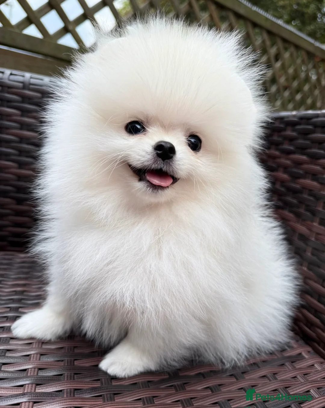 Pomeranian dogs for stud: Pierre stunning white TINY teddy Pom STUD ONLY in Romford - Advert 23