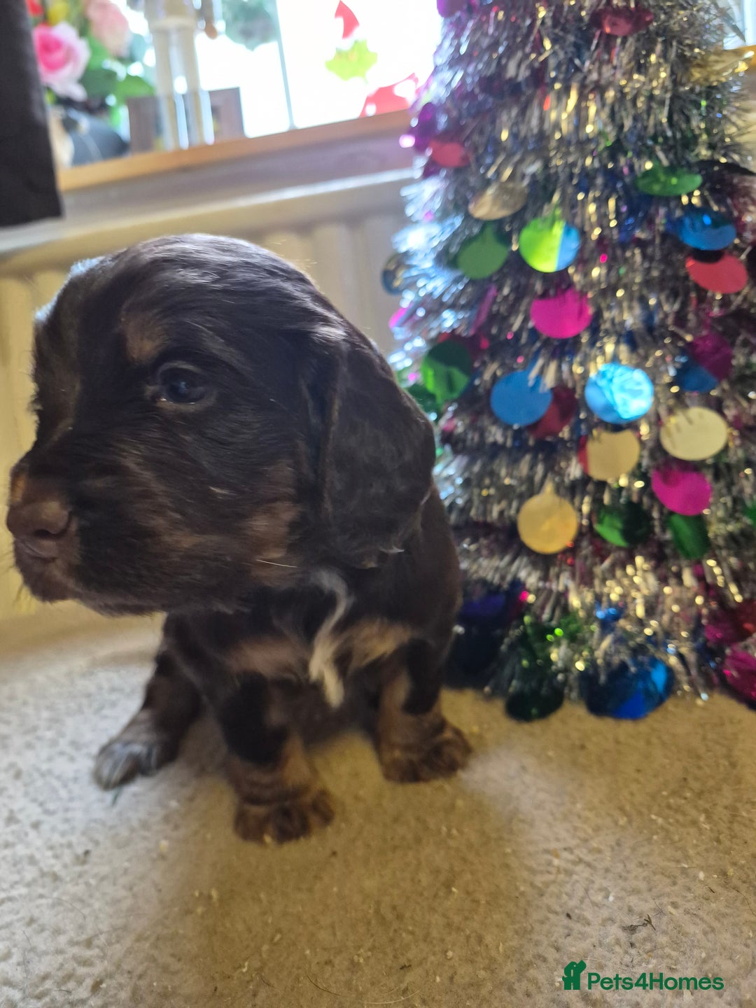 Cocker Spaniel dogs for sale: Stunning cocker spaniel puppies  - Advert 6