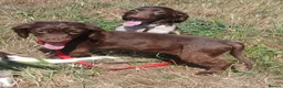 English Springer Spaniel dogs for sale: LeeLee - Advert 6
