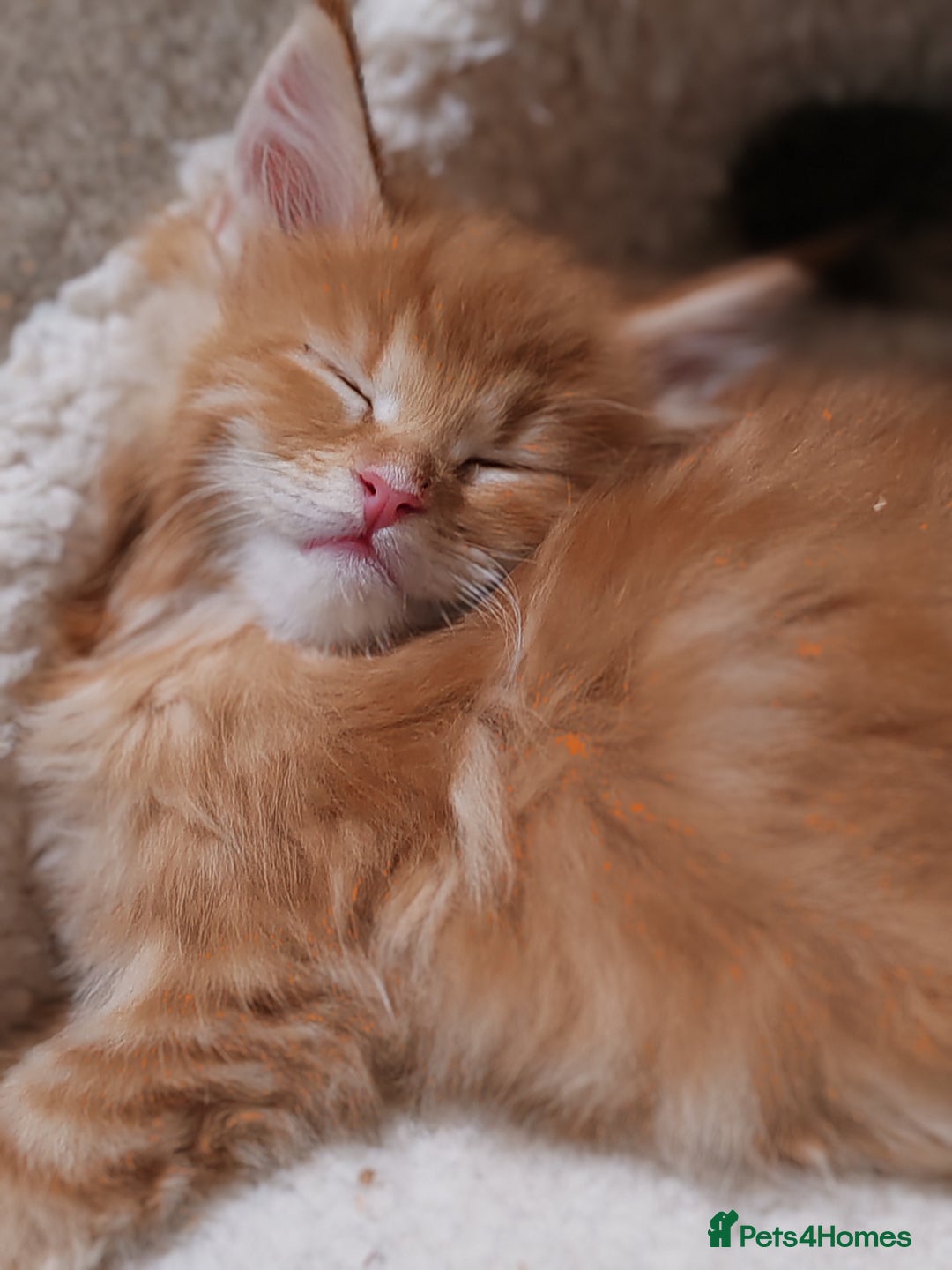 Maine Coon cats for sale: V. Vilma  - Advert 18