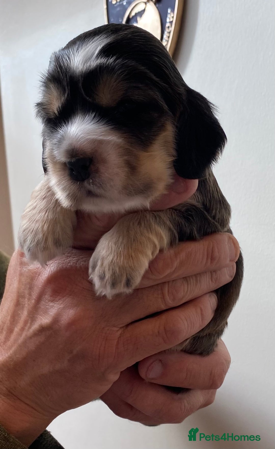 Cocker Spaniel dogs for sale: Adorable show cocker spaniels - Image 24