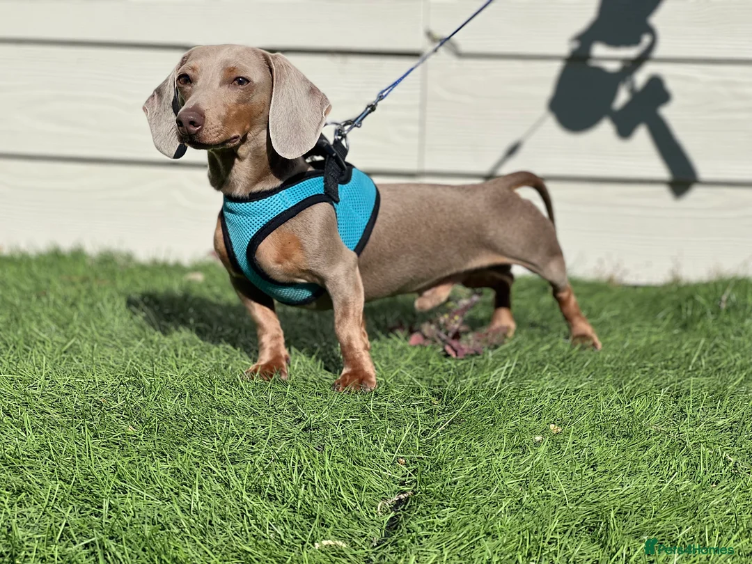 Dachshund dogs for stud: KC Isabella Rabbit Dachshund 2.7kg in Basildon - Advert 4