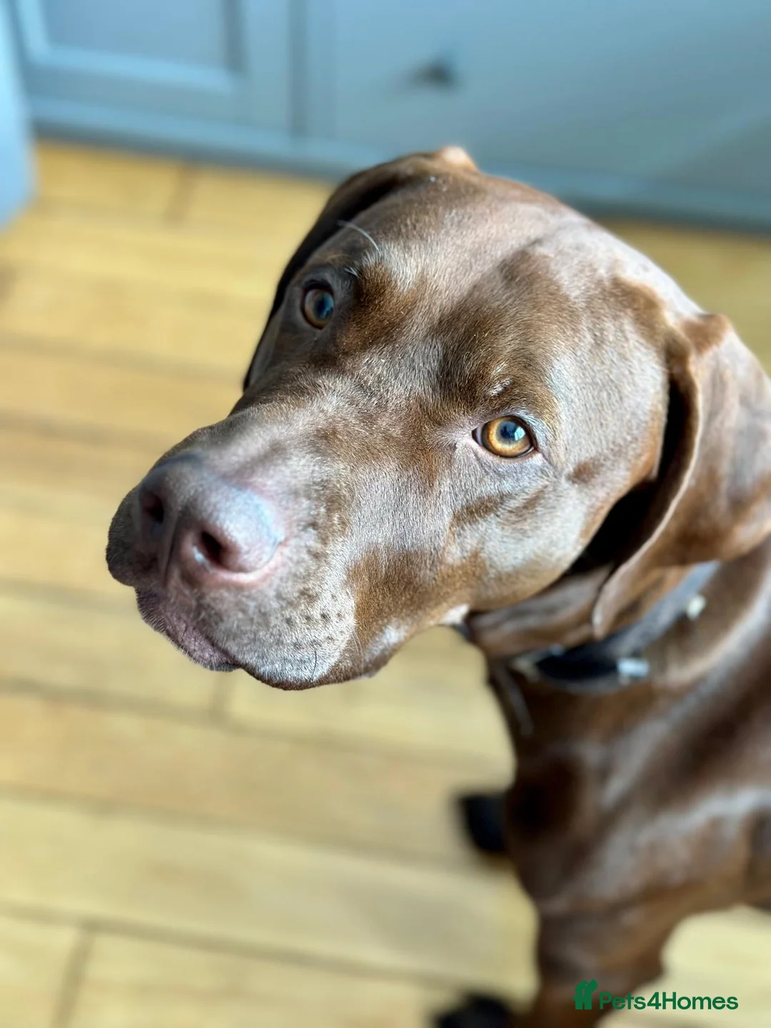 Pointer dogs for adoption: Hector in Rowlands Gill - Advert 9