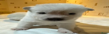 Japanese Akita Inu 4