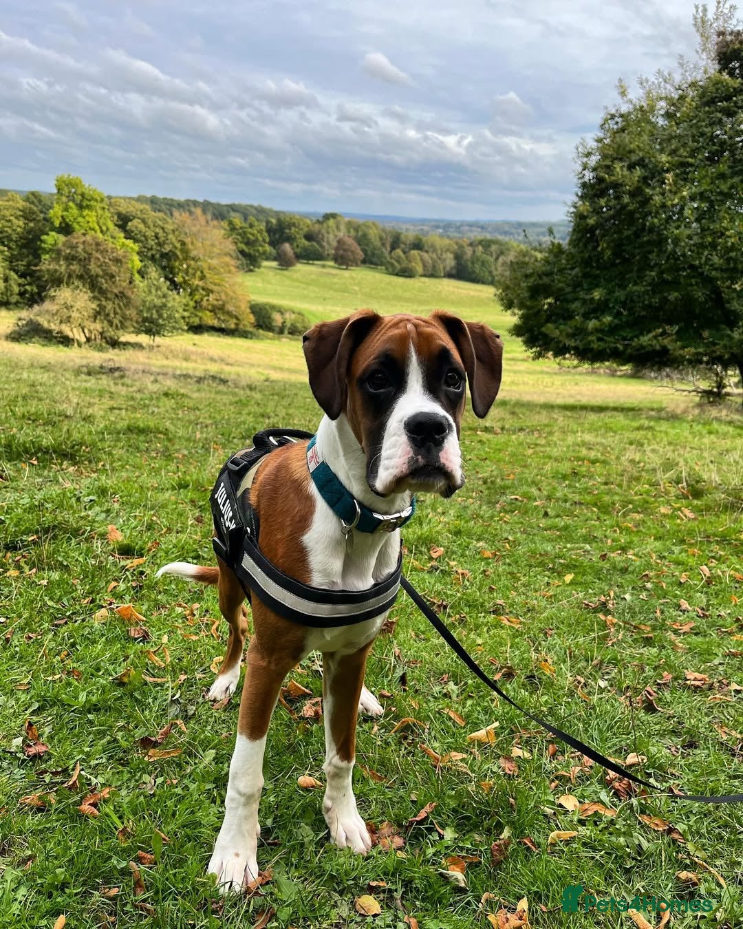 Boxer dogs for sale: Boxer boy needs new home - Advert 1