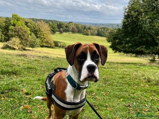 Boxer dogs for sale: Boxer boy needs new home - Advert 1