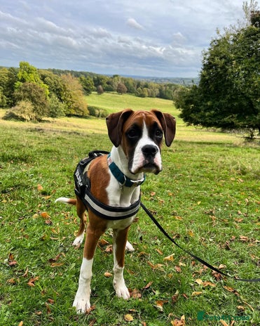 Boxer dogs Boxer boy needs new home - Advert 1