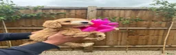 Cockapoo dogs for sale: Cockapoo F1 Gorgeous Puppies 🐶❤️ - Advert 23