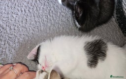 Mixed Breed cats for sale: **READY NOW** Gorgeous Half ragdoll kittens - Image 18