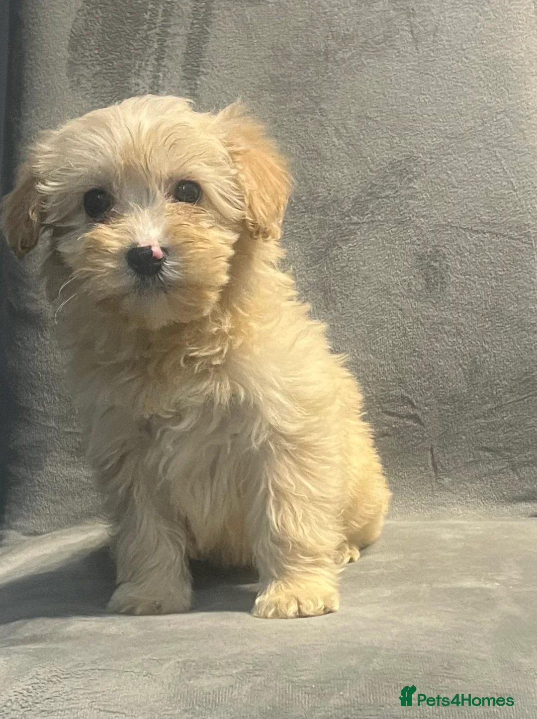 Cockapoo dogs for sale: Beautiful merl Cockpoo puppies  - Advert 32