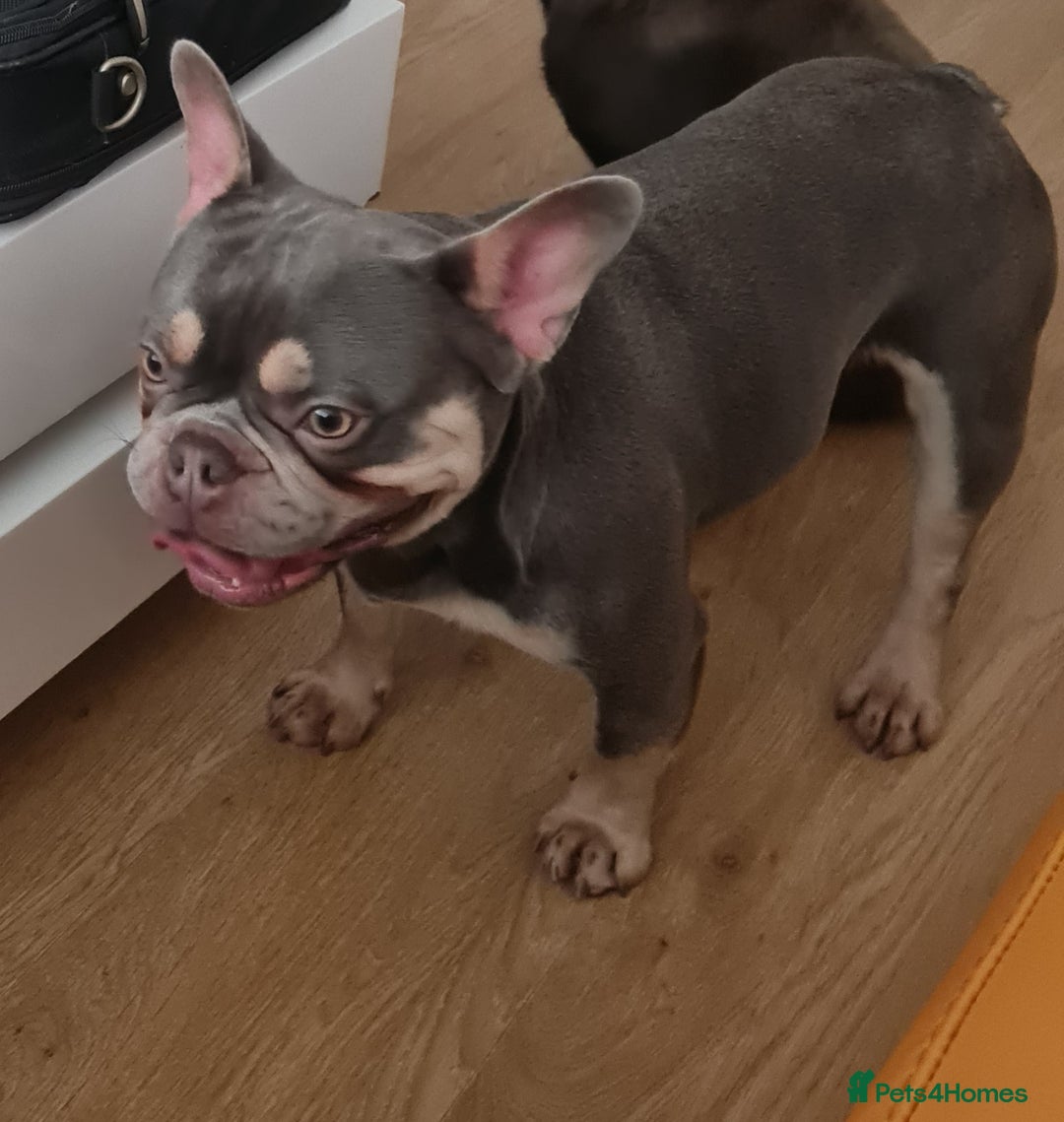 French Bulldog dogs for stud: Top Quality Stud RAMSGATE 🎯🎯 KC registered💣💣  in Ramsgate - Advert 5