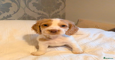 Cocker Spaniel dogs - Advert 1