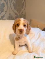 Cocker Spaniel dogs - Advert 1