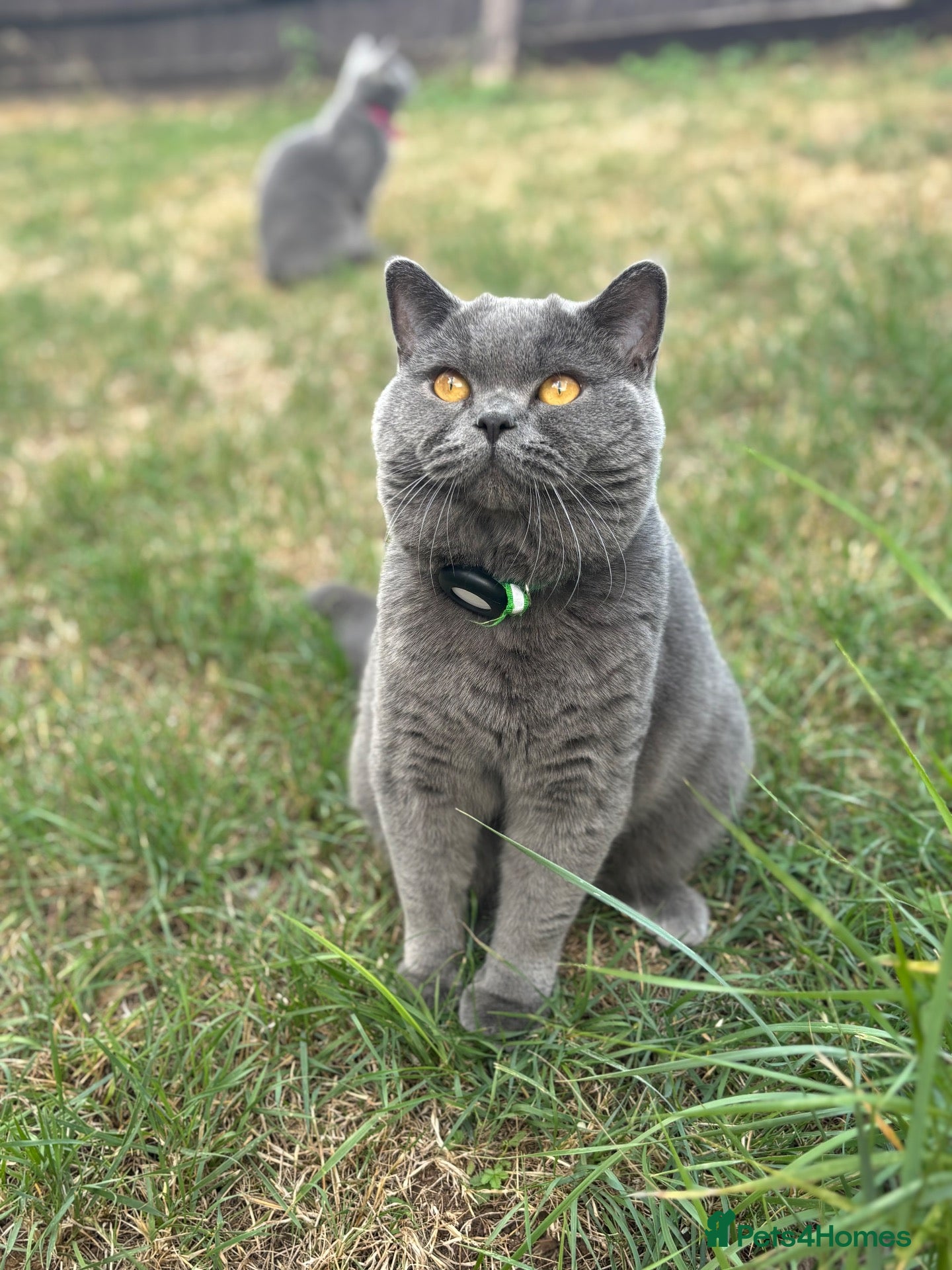 British Shorthair cats 5 generation GCCF BSH breeding pair⭐️⭐️ - Advert 1
