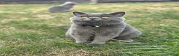 British Shorthair cats for sale: 5 generation GCCF BSH breeding pair⭐️⭐️ - Advert 1