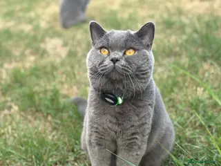 British Shorthair cats 5 generation GCCF BSH breeding pair⭐️⭐️ - Advert 1