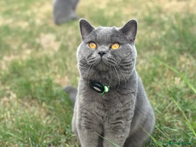 British Shorthair cats 5 generation GCCF BSH breeding pair⭐️⭐️ - Advert 5