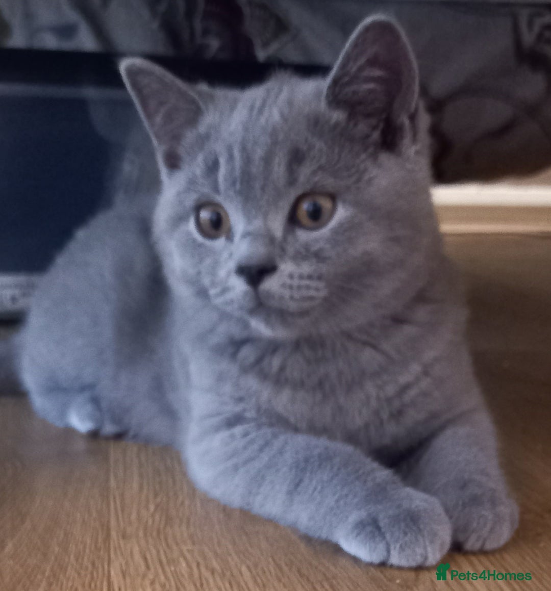 British Shorthair cats for sale: *Nearly Ready* GCCF Registered BSH Kittens  - Image 10