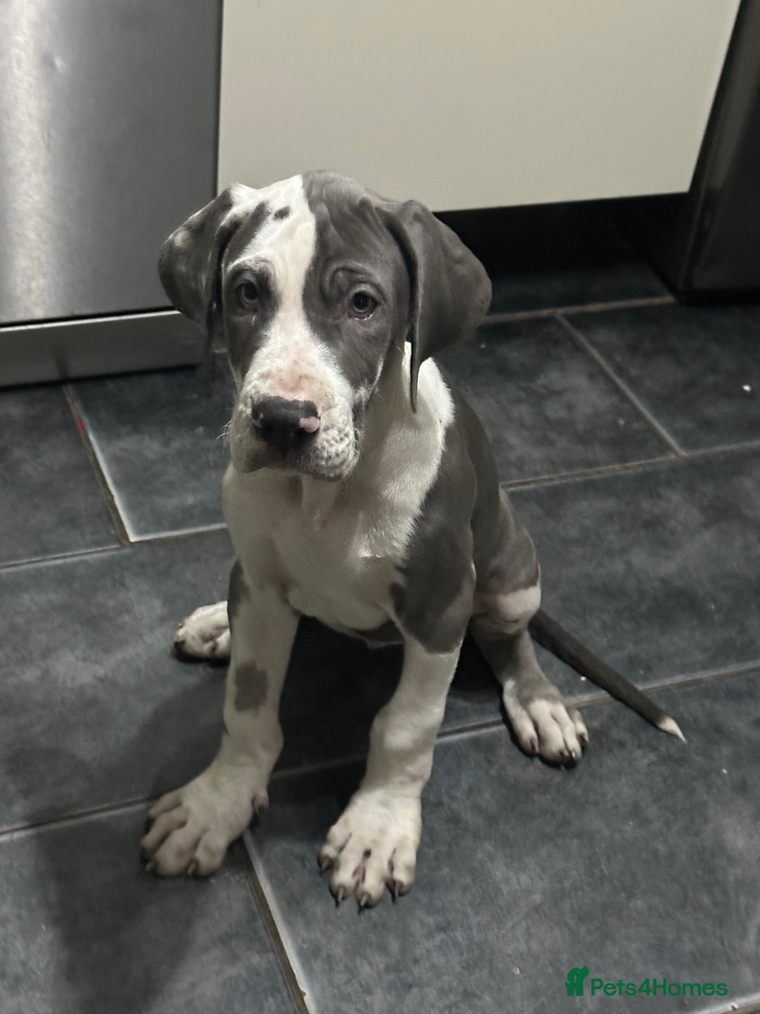 Great Dane dogs for sale: Reduced***** KC registered blue Great Dane puppies - Advert 19
