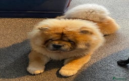 Chow Chow dogs for stud: MAGESTIC CHOW CHOW STUD  - Image 4
