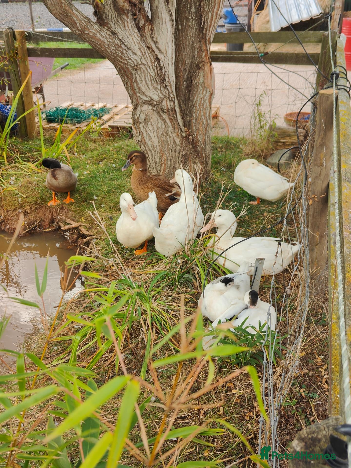 Ducks poultry for sale: Ducks for sale - Advert 14
