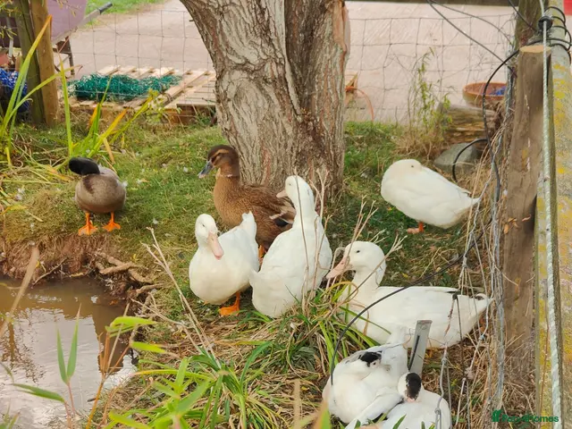 Ducks poultry for sale: Ducks for sale from £1 to £5 each - Advert 5