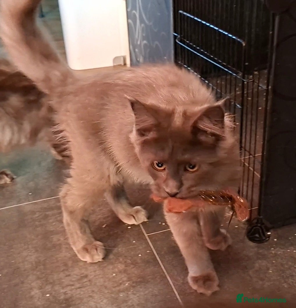 Maine Coon cats Pedigree Maine Coon Kittens in Manchester  - Advert 2