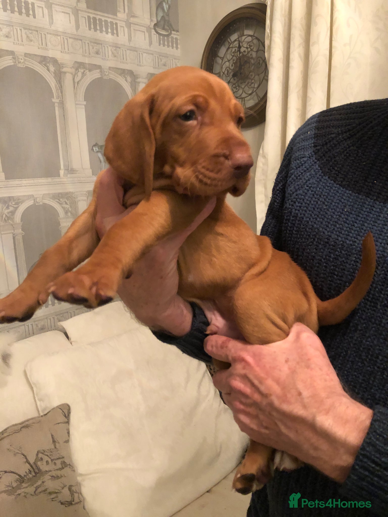 Hungarian Vizsla dogs Beautiful Hungarian Vizsla Puppies - Advert 2