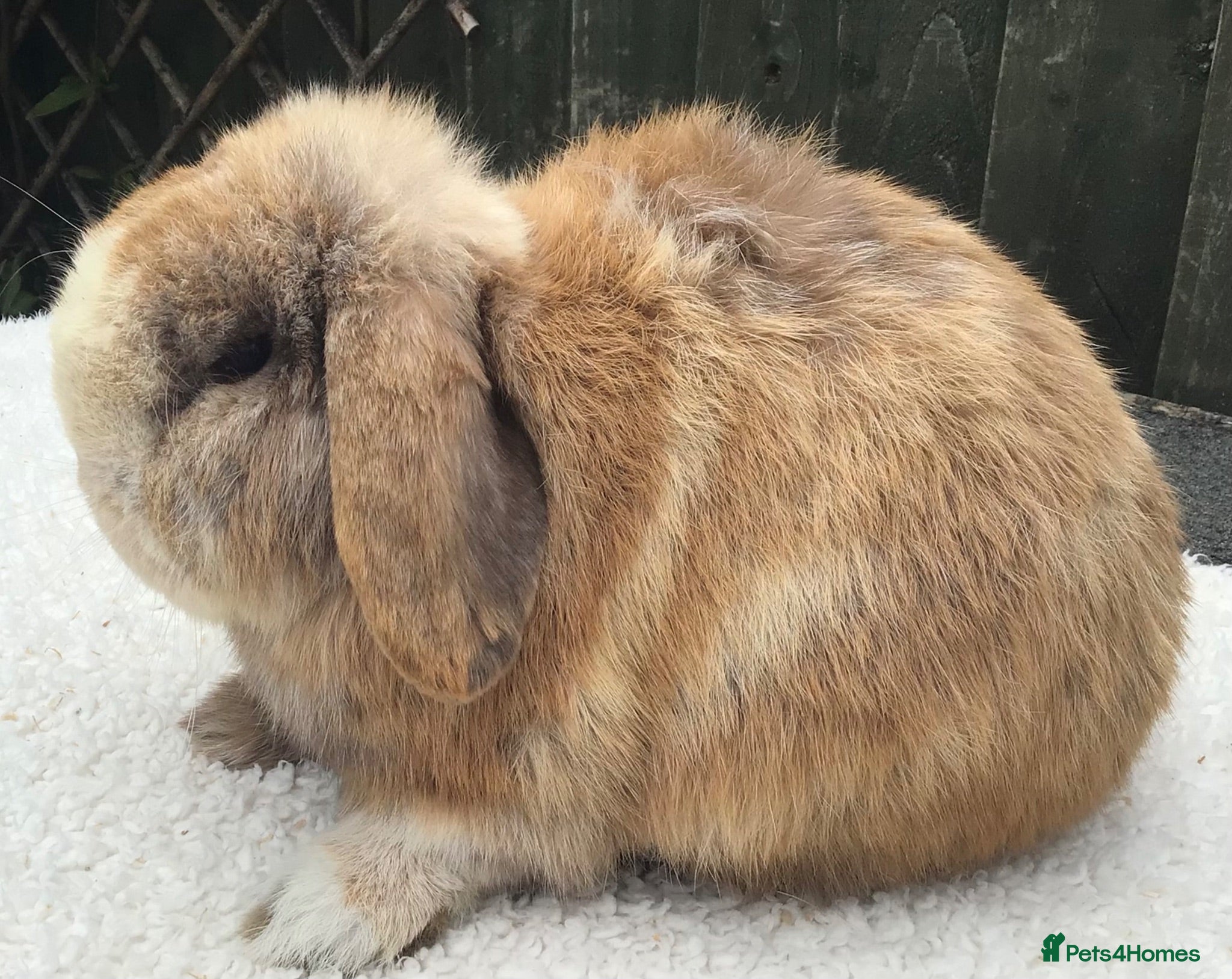 Mini Lop rabbits Mini lop buck - Advert 1