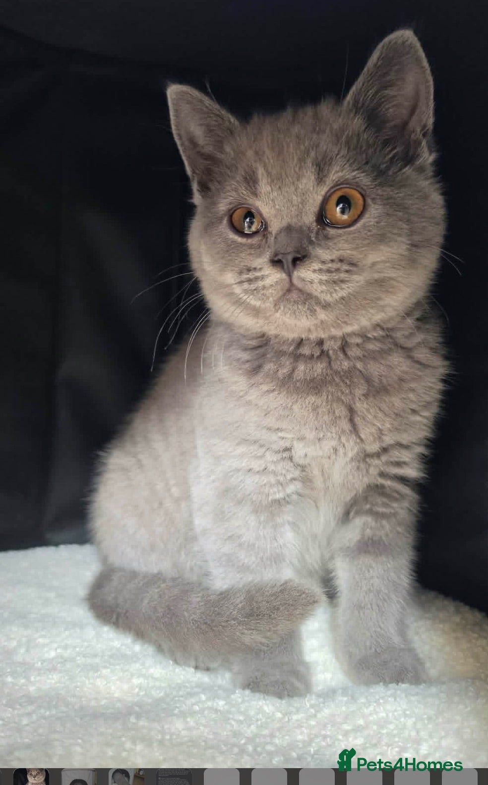 British Shorthair cats British Shorthaired kittens available  - Advert 2