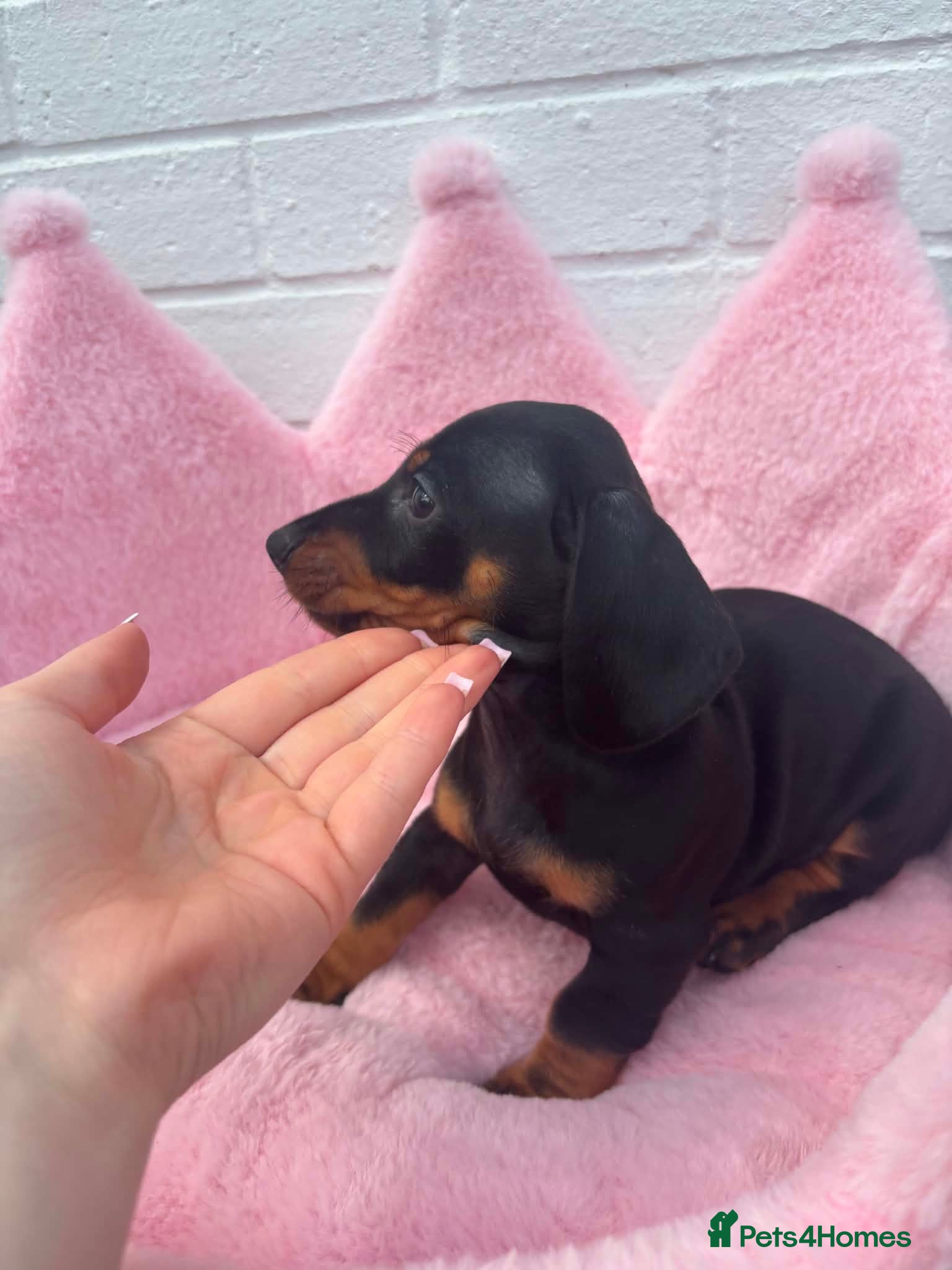 Dachshund dogs Minature Dachshund pups - Advert 1