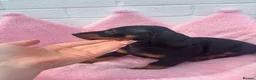 Dachshund dogs for sale: Minature Dachshund pups - Advert 3