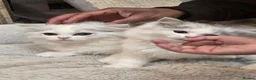 Persian cats for sale: Persion boys - Advert 5