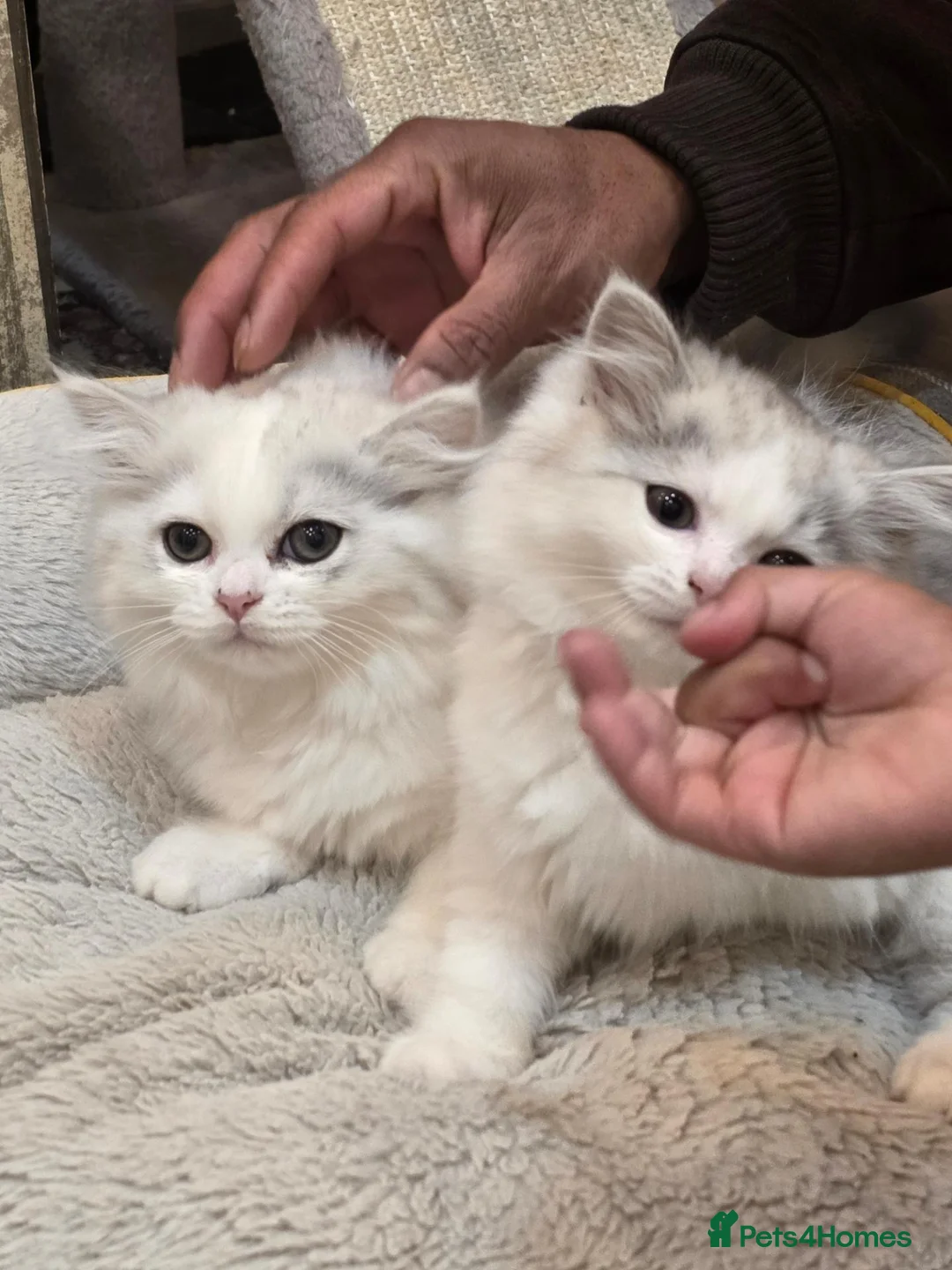 Persian cats for sale: Persion boys - Advert 5