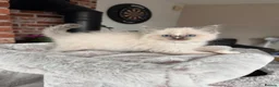 Ragdoll cats for sale: Ready Now! Beautiful Ragdoll Kittens! Xx  - Advert 23