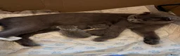 Scottish Fold cats for sale: Scottish Fold kittens  in Dunfermline - Advert 6